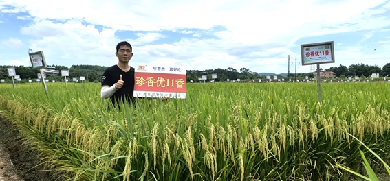 珍香優(yōu)11香