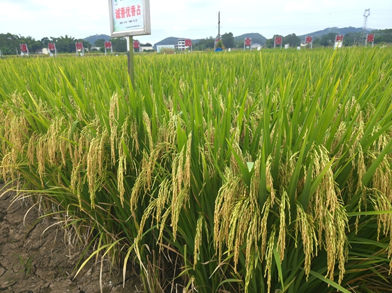 誠香優(yōu)香占