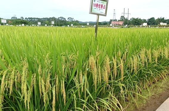 10香優(yōu)香占