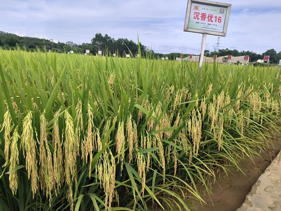 沉香優(yōu)16