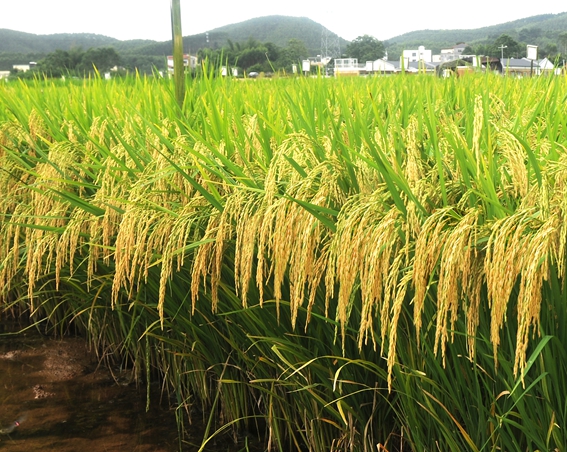 美香兩優(yōu)香絲