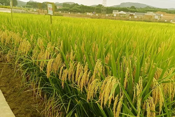 沉香優(yōu)又絲苗