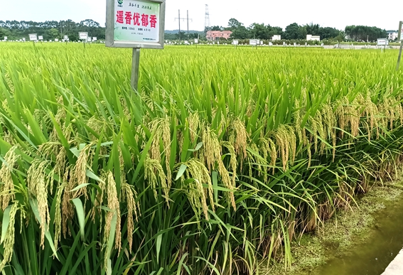 遙香優(yōu)郁香