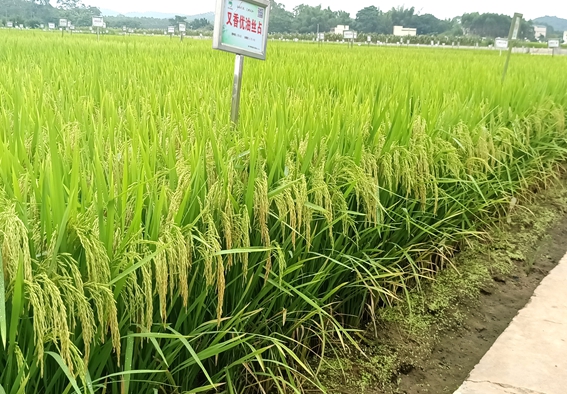 又香優(yōu)油絲占