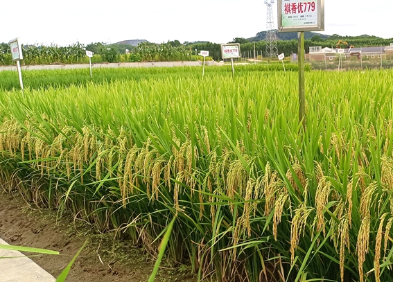 褀香优779