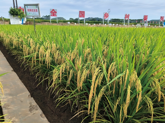 邦兩優(yōu)絲苗
