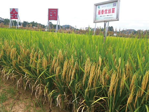 遙香優(yōu)絲苗