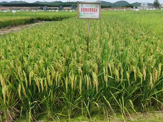 貢香兩優(yōu)粵香晶絲