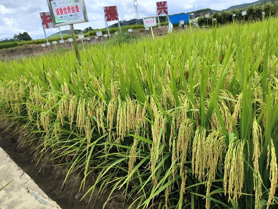 誠(chéng)香優(yōu)貢絲香