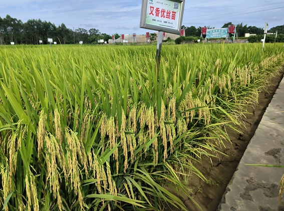 又香優(yōu)絲苗
