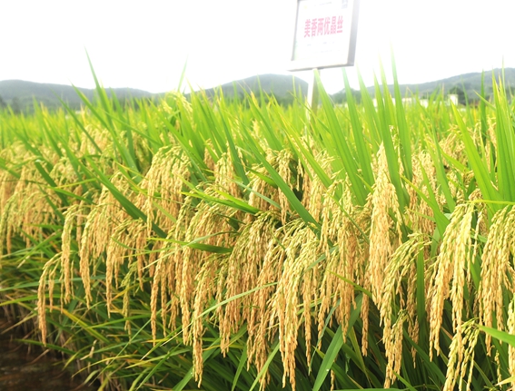 美香兩優(yōu)晶絲