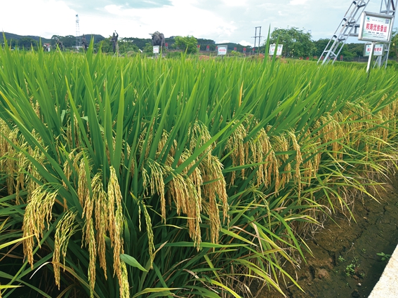 邦兩優(yōu)依香絲