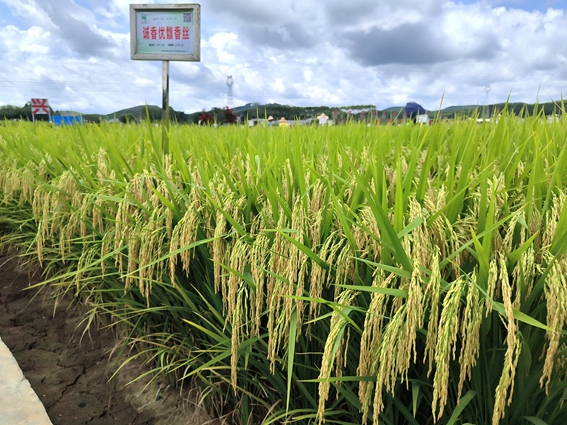 誠(chéng)香優(yōu)馥香絲
