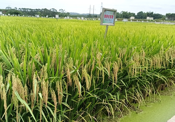 雅香優(yōu)郁香