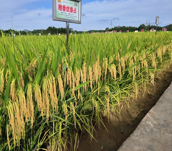 雅香優(yōu)香占