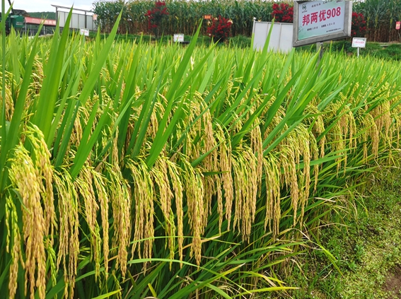 邦兩優(yōu)908